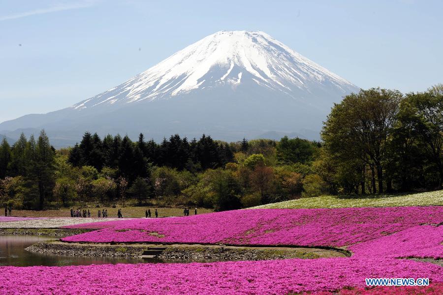 Visitors take a tour in a sea of Shiba Sakura flowers under Fujiyama mountain in Yamanashiken of Japan, on May 13, 2012. Some 800,000 Shiba Sakura flowers blossom, attracting many tourists for a sightseeing.(Xinhua/Ma Ping) 