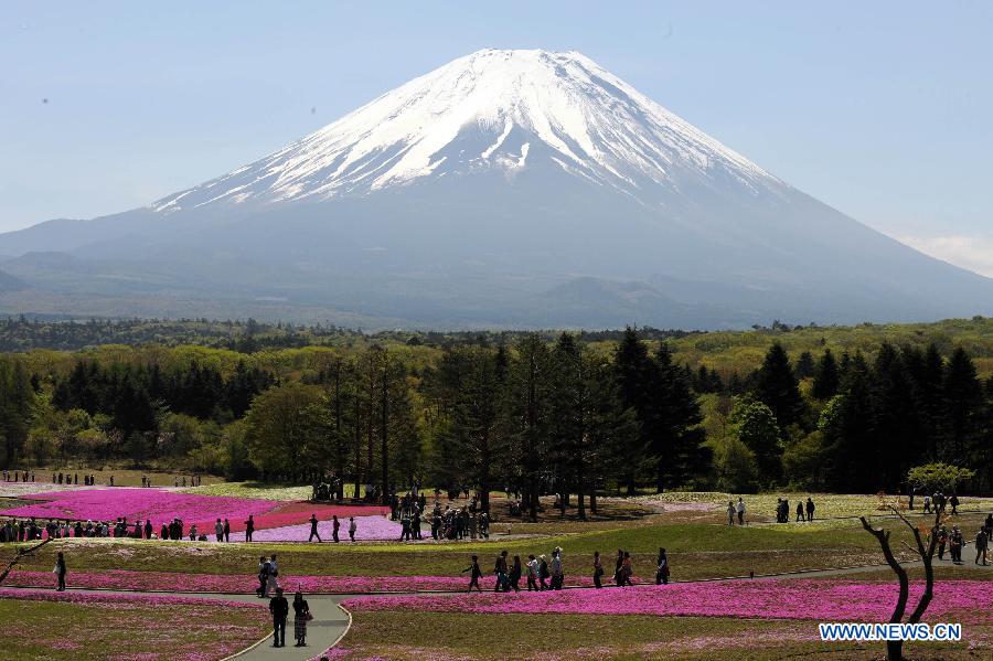 Visitors take a tour in a sea of Shiba Sakura flowers under Fujiyama mountain in Yamanashiken of Japan, on May 13, 2012. Some 800,000 Shiba Sakura flowers blossom, attracting many tourists for a sightseeing.(Xinhua/Ma Ping) 