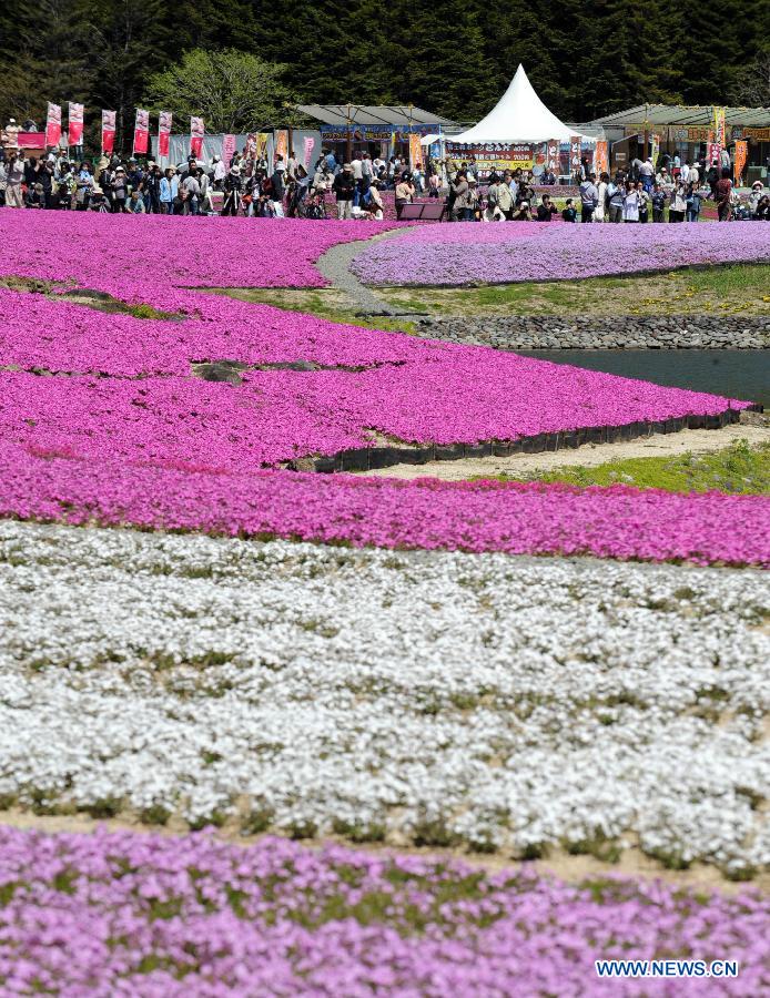 Visitors take a tour in a sea of Shiba Sakura flowers under Fujiyama mountain in Yamanashiken of Japan, on May 13, 2012. Some 800,000 Shiba Sakura flowers blossom, attracting many tourists for a sightseeing.[Xinhua/Ma Ping]