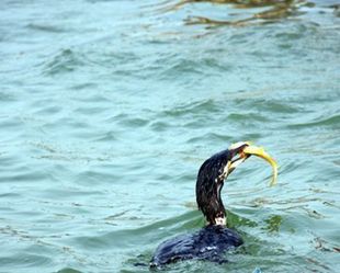 Liaocheng eco-tourism flourishes