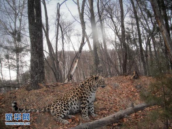 Clear photos of the endangered Amur leopard were recently taken in a forest in northeast China's Jilin province. [Xinhua]