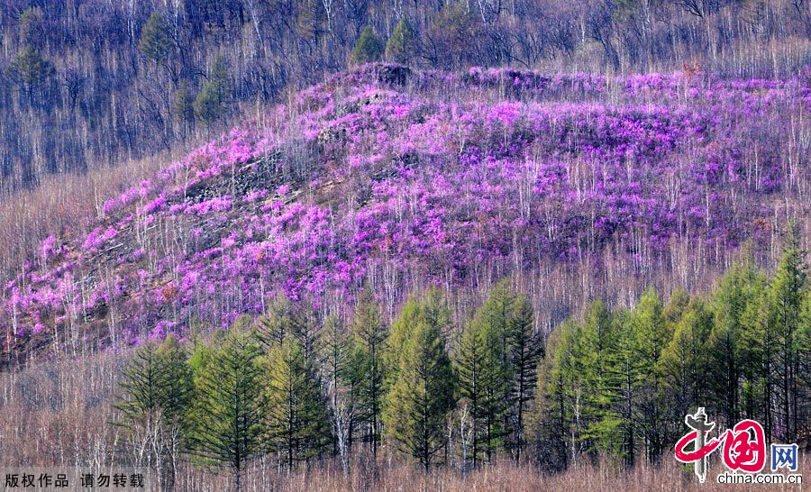 Photo taken on May 3, 2012, shows the azalea blossom in the forest area of the Greater Hinggan Mountains in north China's Inner Mongolia Autonomous Region. [China.org.cn]