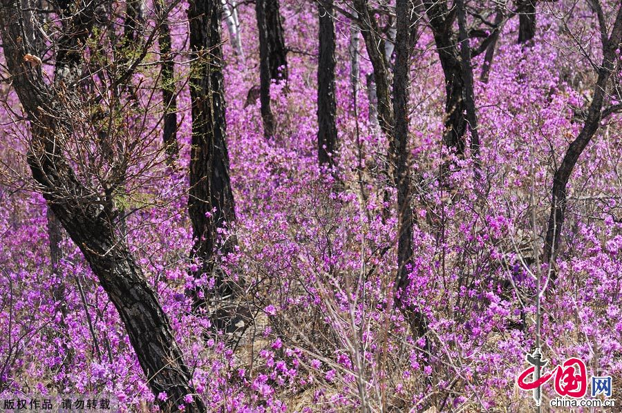 Photo taken on May 3, 2012, shows the azalea blossom in the forest area of the Greater Hinggan Mountains in north China's Inner Mongolia Autonomous Region. [China.org.cn]