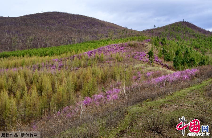 Photo taken on May 3, 2012, shows the azalea blossom in the forest area of the Greater Hinggan Mountains in north China's Inner Mongolia Autonomous Region. [China.org.cn]