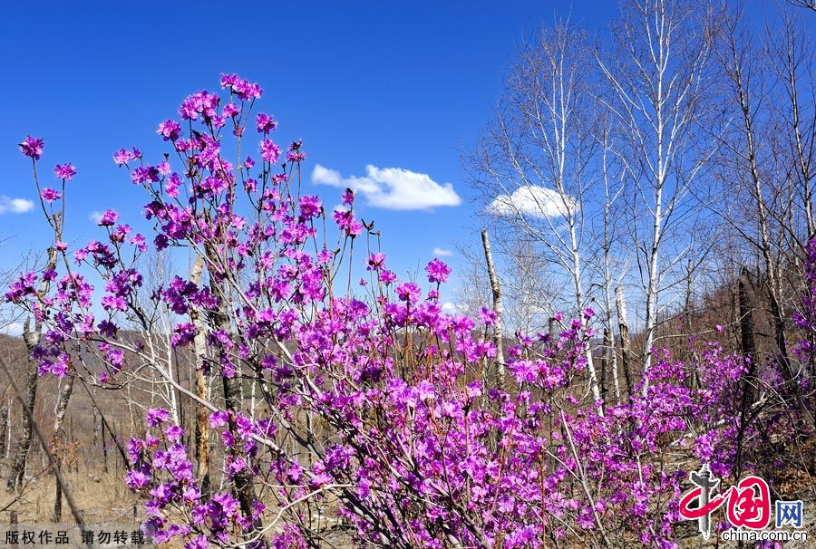 Photo taken on May 3, 2012, shows the azalea blossom in the forest area of the Greater Hinggan Mountains in north China's Inner Mongolia Autonomous Region. [China.org.cn]