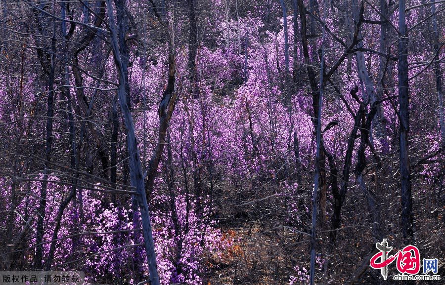 Photo taken on May 3, 2012, shows the azalea blossom in the forest area of the Greater Hinggan Mountains in north China's Inner Mongolia Autonomous Region. [China.org.cn]