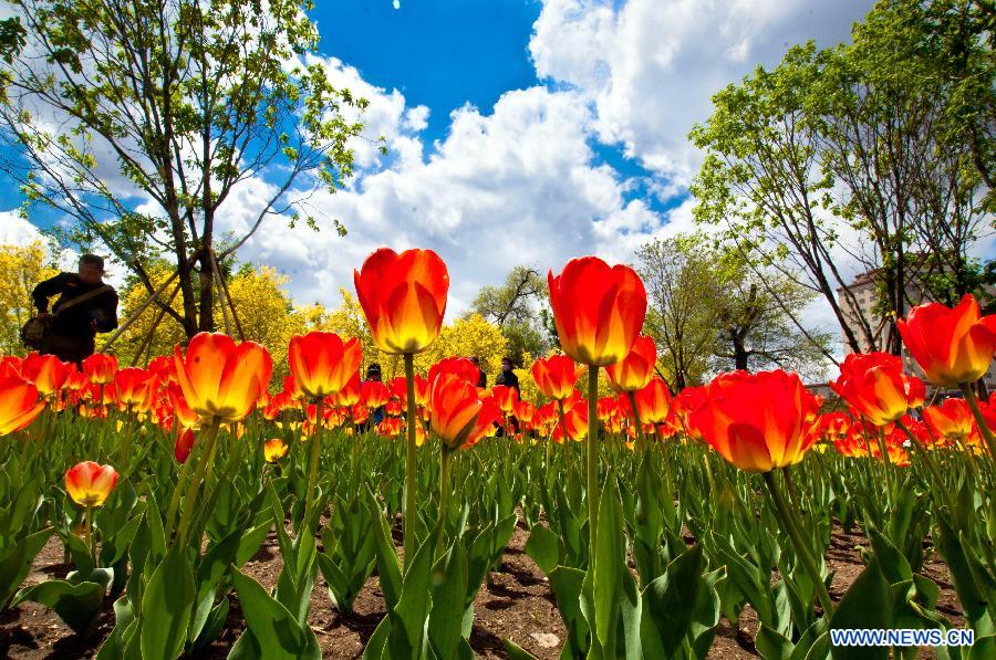 Tulips are in full bloom at the Changchun Park in Changchun, capital of northeast China's Jilin Province, May 15, 2012. (Xinhua/Xu Chang)