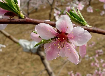 Beijing Peach Blossom