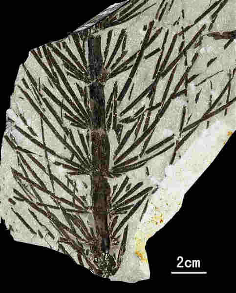 The fossilized leaves and stem of Asterophyllites, an extinct species of plant, found in Wuda. [Photo/ China Daily ]