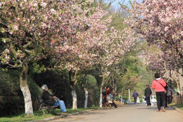 Crab-apple blossoms in Qingdao