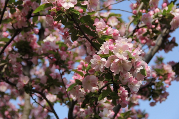 Crab-apple blossoms in Qingdao