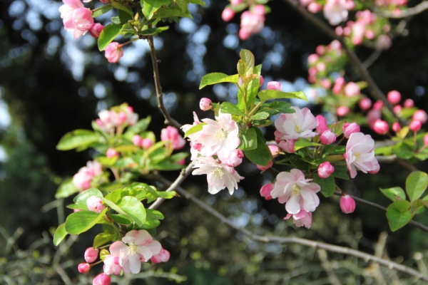 Crab-apple blossoms in Qingdao