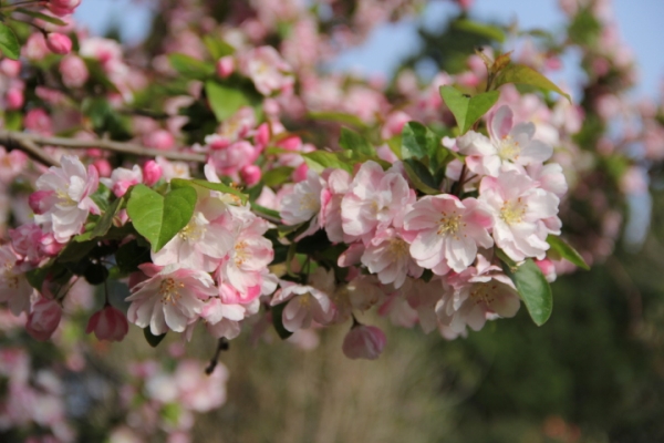 Crab-apple blossoms in Qingdao