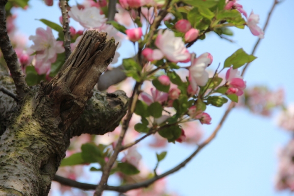 Crab-apple blossoms in Qingdao