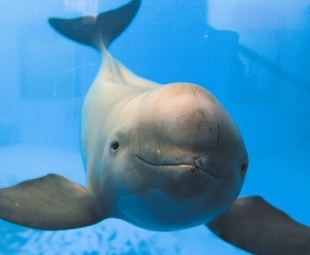Endangered finless porpoises get more feed