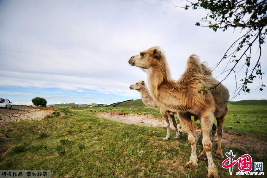 The Bashang Grasslands,the nearest prairie destination from Beijing, is regarded as the most beautiful highland landscape in the country.