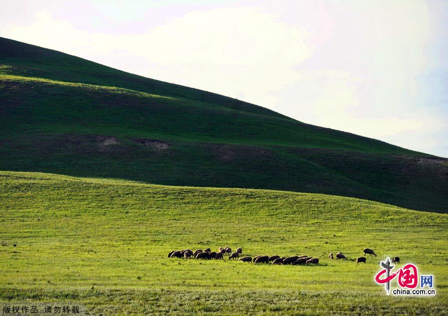 The Bashang Grasslands,the nearest prairie destination from Beijing, is regarded as the most beautiful highland landscape in the country.