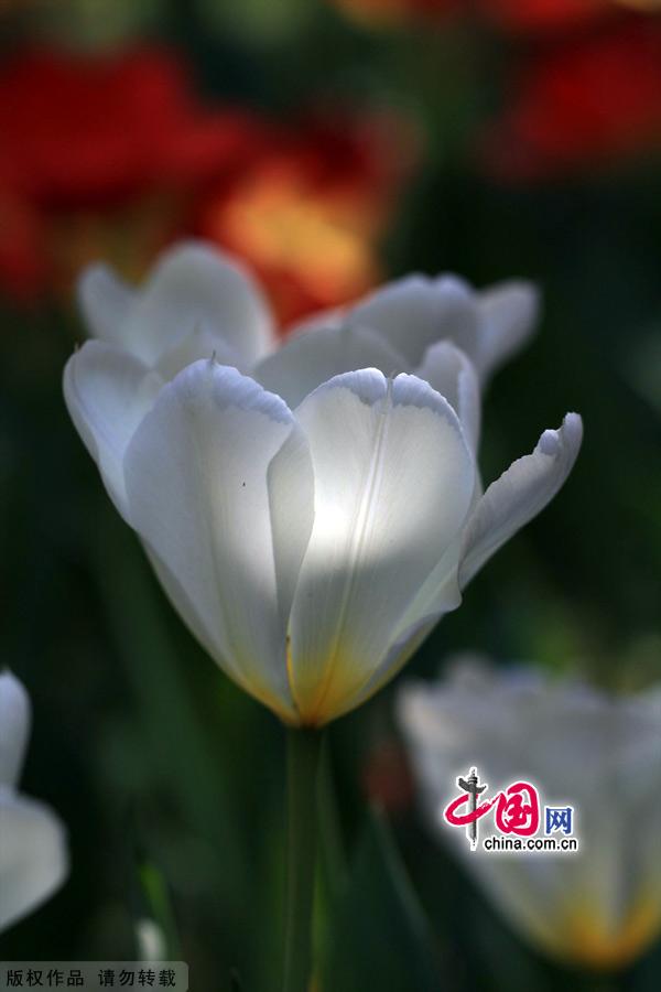 Tulips are in full bloom at the Zhongshan Park in Beijing, May 13, 2012. [China.org.cn]