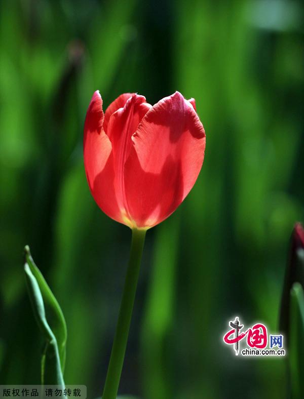 Tulips are in full bloom at the Zhongshan Park in Beijing, May 13, 2012. [China.org.cn]