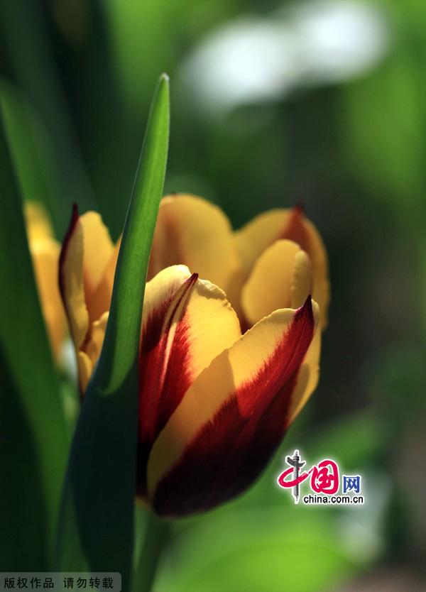 Tulips are in full bloom at the Zhongshan Park in Beijing, May 13, 2012. [China.org.cn]