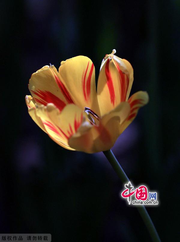 Tulips are in full bloom at the Zhongshan Park in Beijing, May 13, 2012. [China.org.cn]