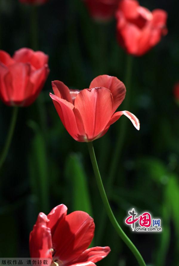 Tulips are in full bloom at the Zhongshan Park in Beijing, May 13, 2012. [China.org.cn]