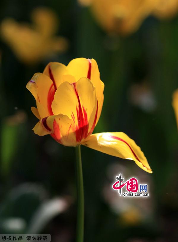 Tulips are in full bloom at the Zhongshan Park in Beijing, May 13, 2012. [China.org.cn]