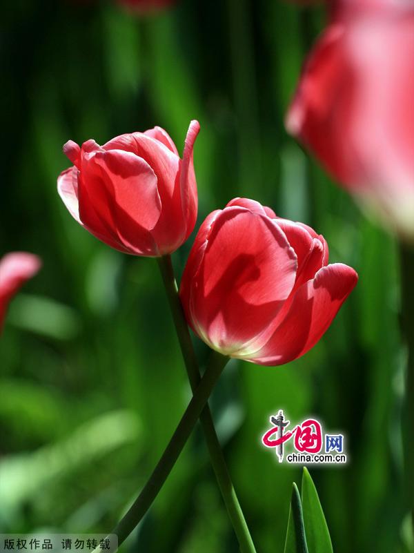 Tulips are in full bloom at the Zhongshan Park in Beijing, May 13, 2012. [China.org.cn]