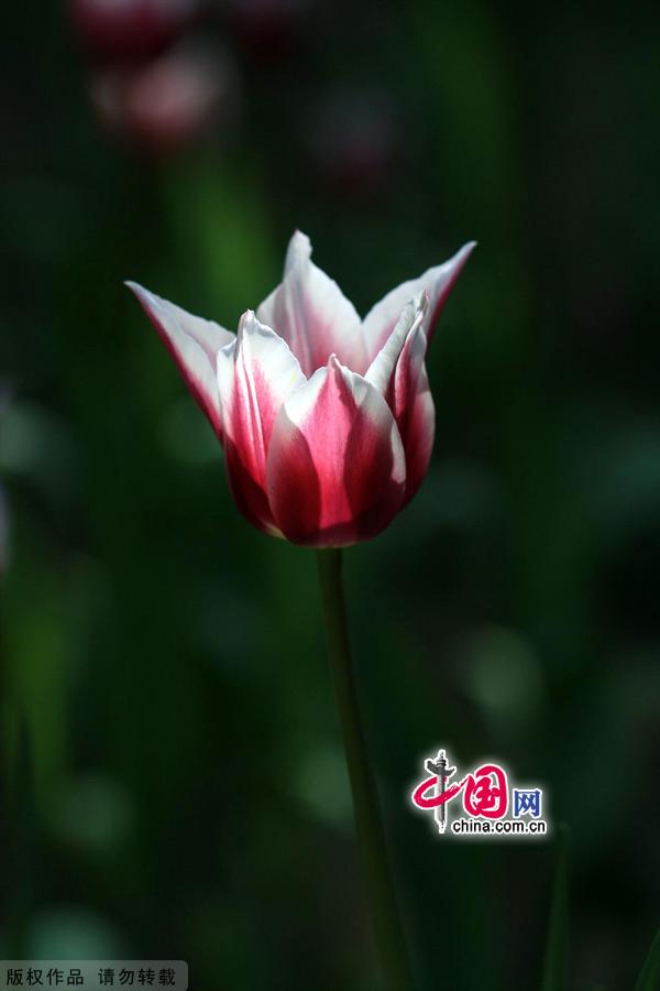 Tulips are in full bloom at the Zhongshan Park in Beijing, May 13, 2012. [China.org.cn]