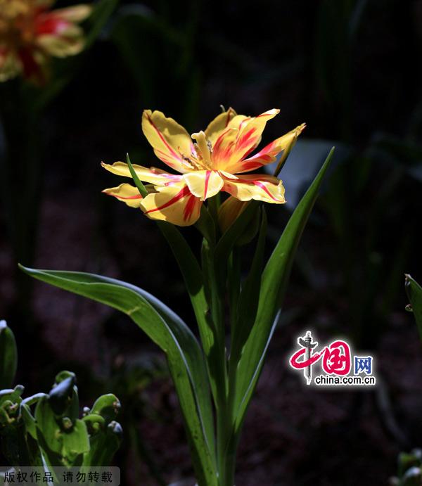 Tulips are in full bloom at the Zhongshan Park in Beijing, May 13, 2012. [China.org.cn]