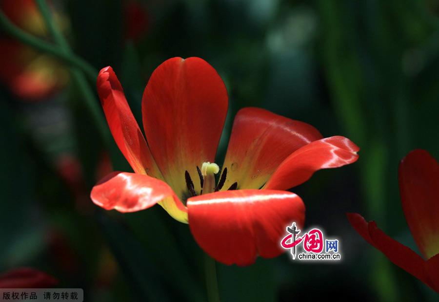 Tulips are in full bloom at the Zhongshan Park in Beijing, May 13, 2012. [China.org.cn]