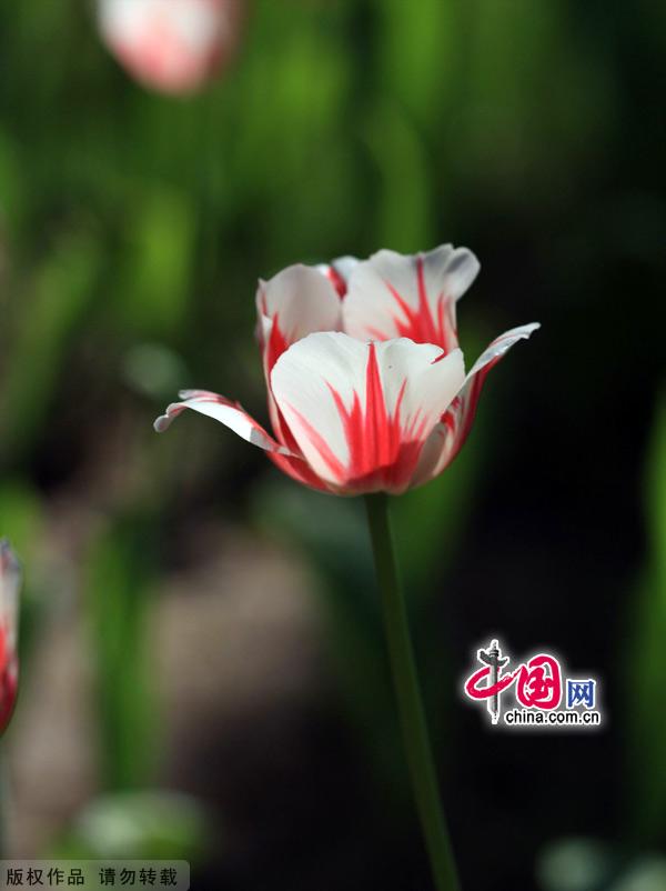 Tulips are in full bloom at the Zhongshan Park in Beijing, May 13, 2012. [China.org.cn]