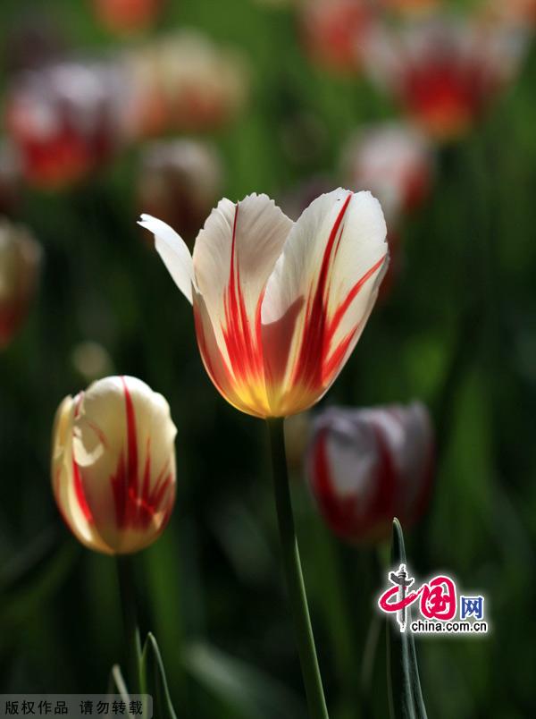 Tulips are in full bloom at the Zhongshan Park in Beijing, May 13, 2012. [China.org.cn]