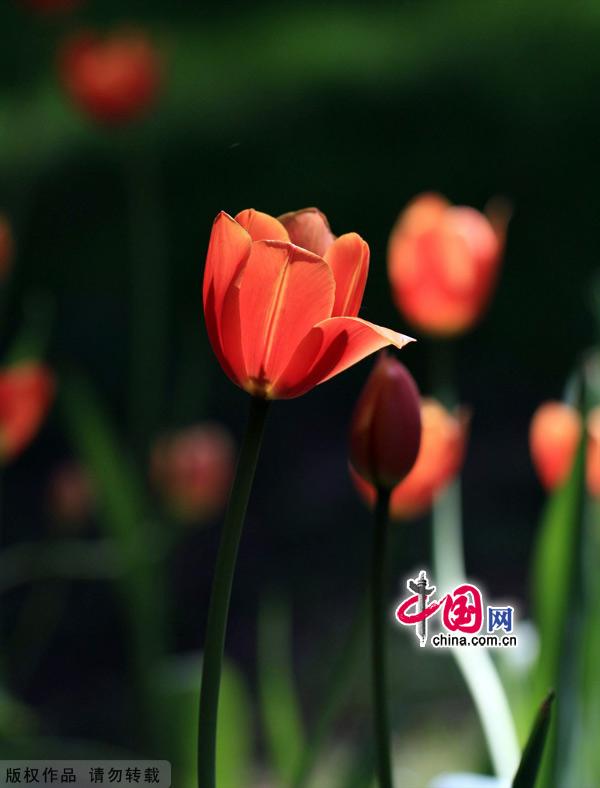 Tulips are in full bloom at the Zhongshan Park in Beijing, May 13, 2012. [China.org.cn]