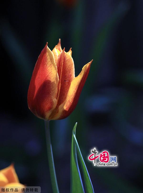 Tulips are in full bloom at the Zhongshan Park in Beijing, May 13, 2012. [China.org.cn]