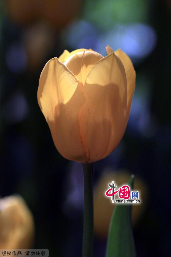 Tulips are in full bloom at the Zhongshan Park in Beijing, May 13, 2012. [China.org.cn]