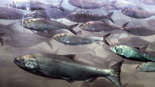 Northern California coast chinook salmon are among the six fish species now considered rebuilt. 