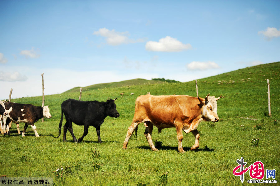 The Bashang Grasslands,the nearest prairie destination from Beijing, is regarded as the most beautiful highland landscape in the country.