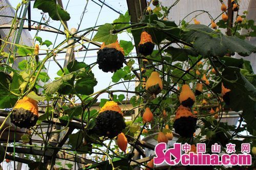 Intl Vegetable Science and Tech Fair held in Shouguang