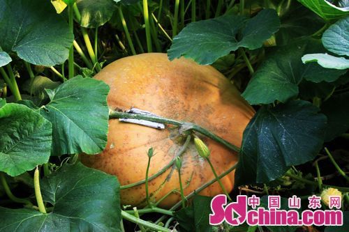 Intl Vegetable Science and Tech Fair held in Shouguang