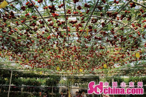 Intl Vegetable Science and Tech Fair held in Shouguang