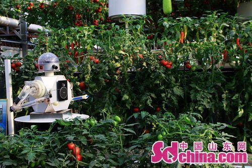 Intl Vegetable Science and Tech Fair held in Shouguang