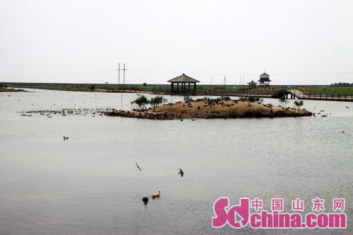 Yellow River Delta National Nature Reserve