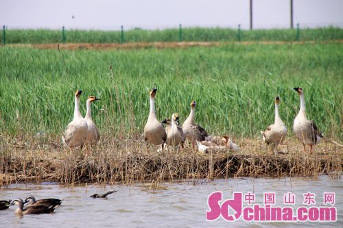 Yellow River Delta National Nature Reserve