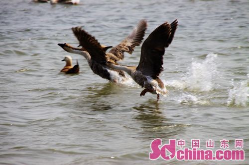 Yellow River Delta National Nature Reserve