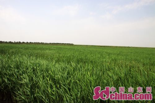 Yellow River Delta National Nature Reserve