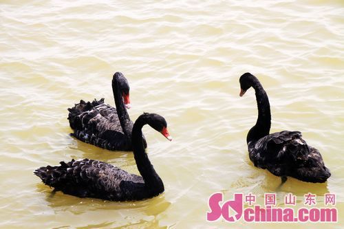 Yellow River Delta National Nature Reserve