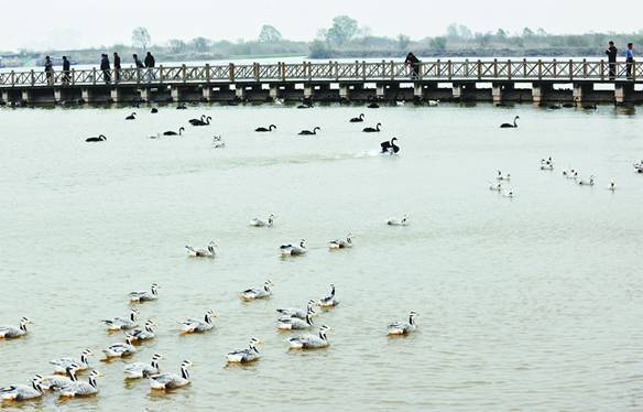 Rare birds find home in the Yellow River estuary