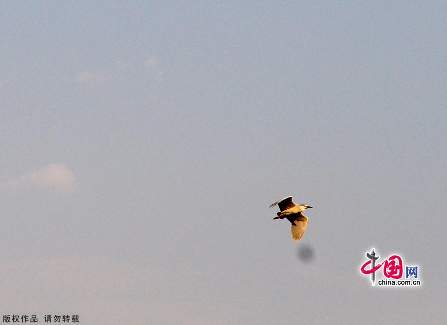 Encompassing 11.8 square kilometers, Daoxianghu Natural Wetland Park, is situated in Sujiatuo village, Haidian District, some 30 miles from downtown Beijing.