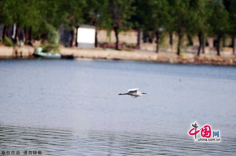 Encompassing 11.8 square kilometers, Daoxianghu Natural Wetland Park, is situated in Sujiatuo village, Haidian District, some 30 miles from downtown Beijing.